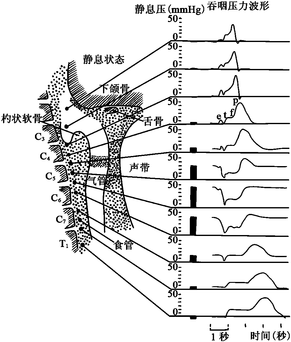 二、食管的運(yùn)動(dòng)生理